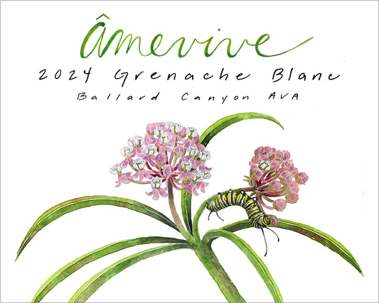2024 Grenache Blanc, Ballard Canyon AVA
