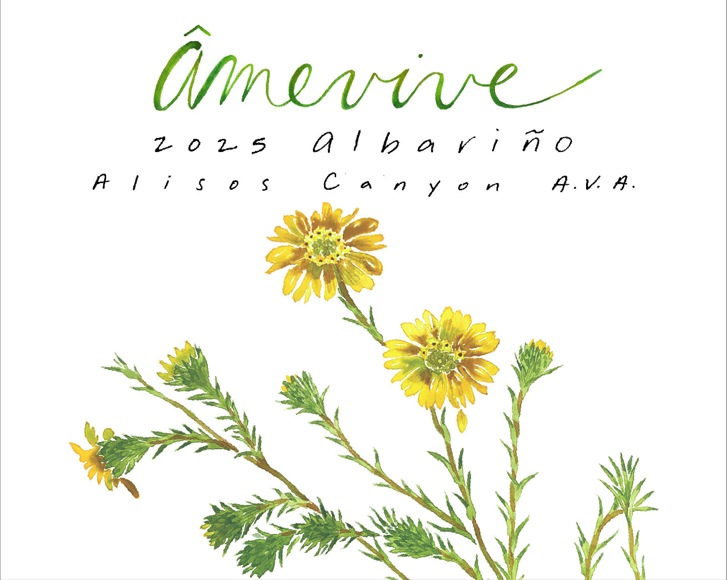 2025 Albariño - Alisos Canyon AVA